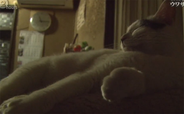 猫咪小八.jpg 猫咪小八.jpg